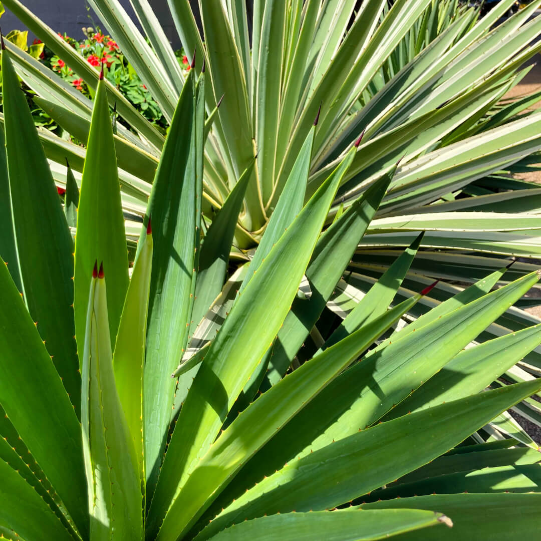 Agave plants in sunlight