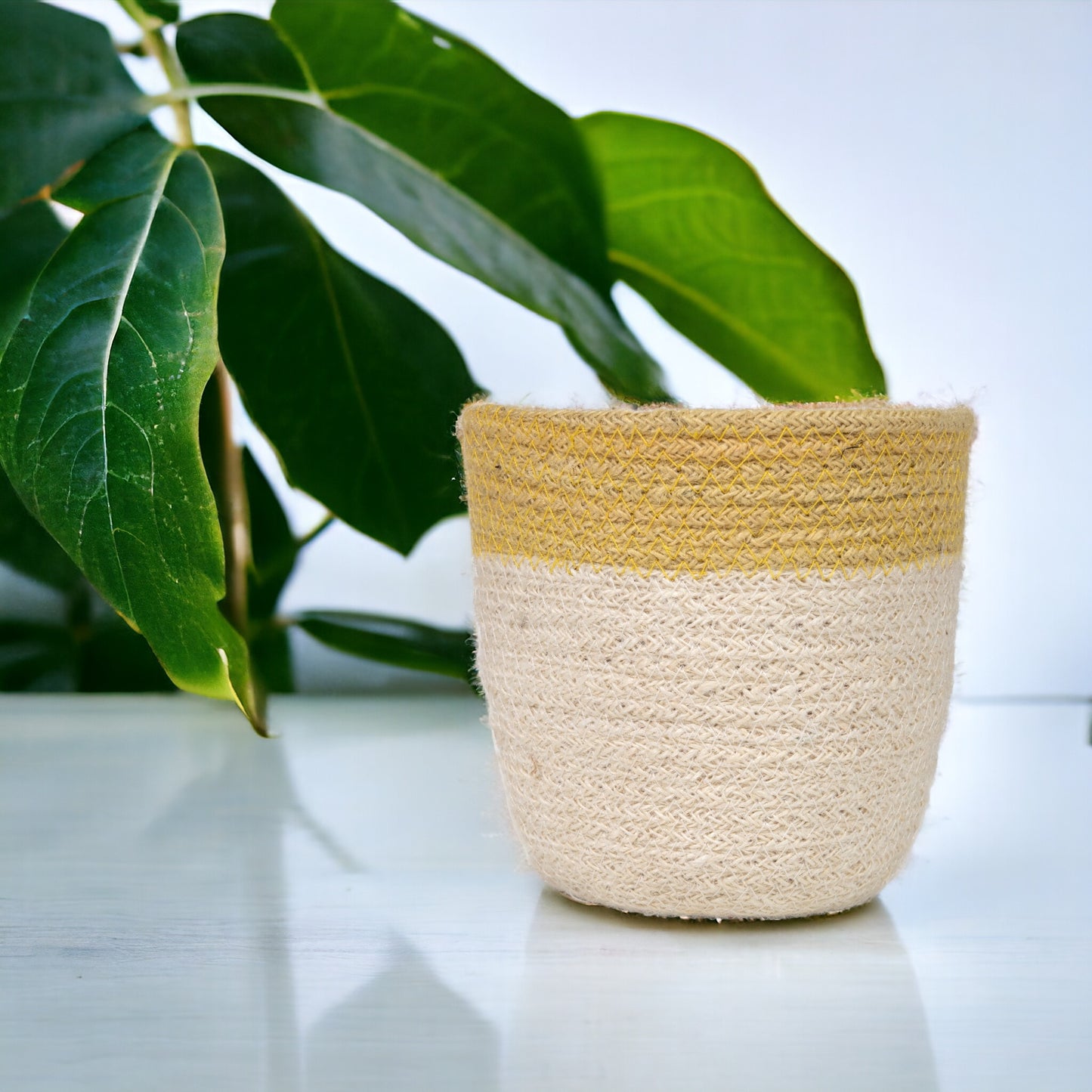 Jute basket on shiny white counter with leafy green plant 