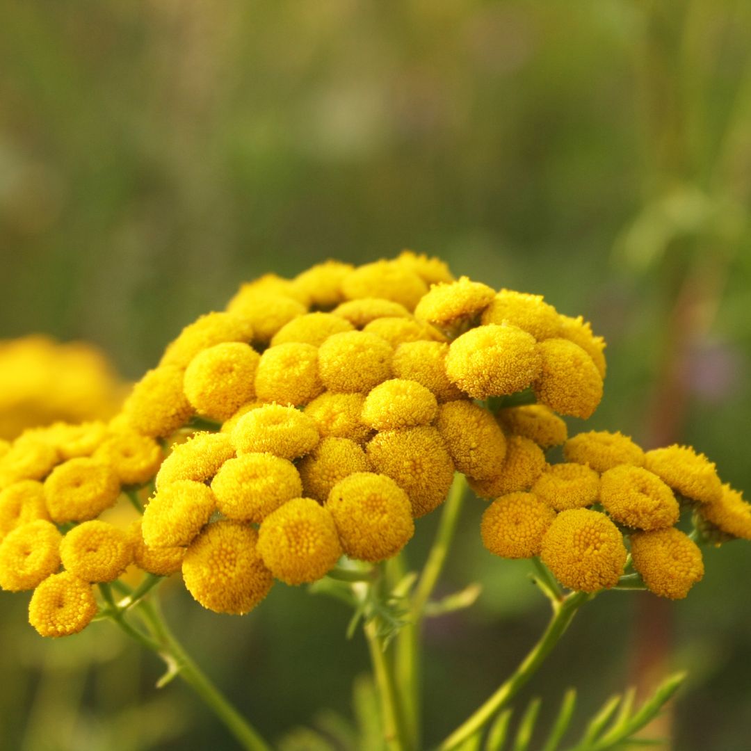 Blue Tansy flowers in a field