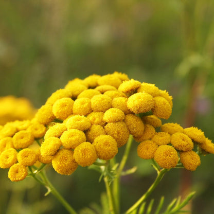 Blue Tansy flowers in a field