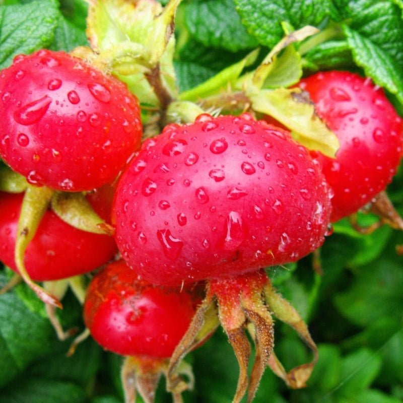 Close-up of rosehip berries used in the Rosehip oil for hair on a green leafy background
