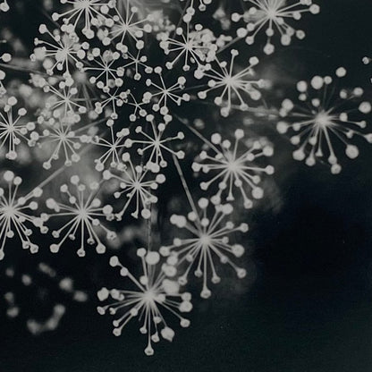 Black and white photographic print of Dill 